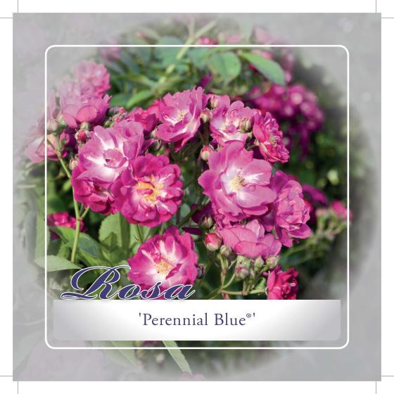 'Perennial Blue'® Klimroos