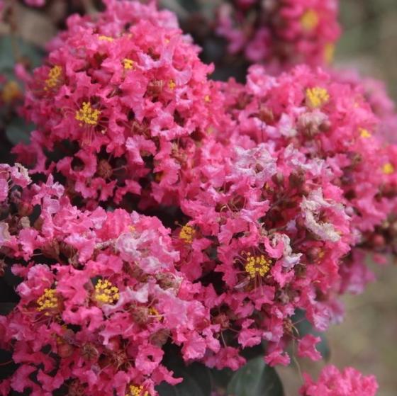 Lagerstroemia ind. 'Coral Magic'