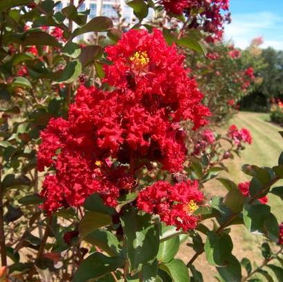 Lagerstroemia indica 'Dynamite'