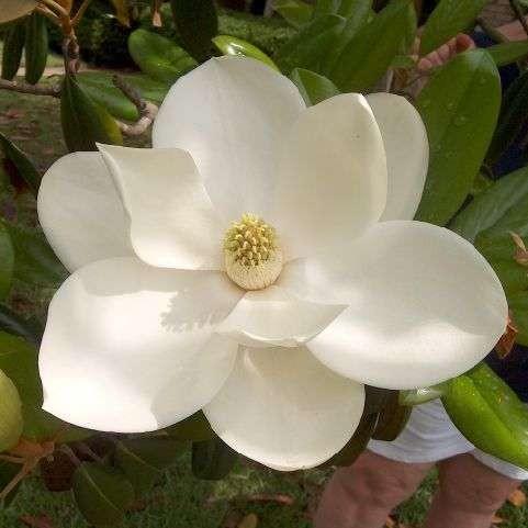 Magnolia grand. 'Gallissoniensis'