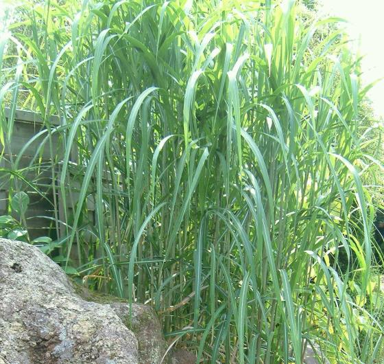 Miscanthus floridulus (Giganteus)