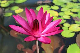 Nymphaea ROOD