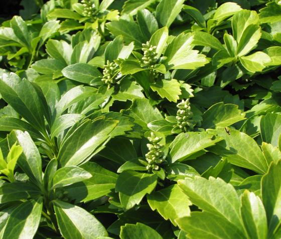 Pachysandra term. 'Green Carpet'