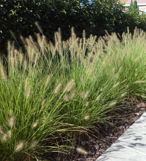 Pennisetum alopec. 'Hameln'