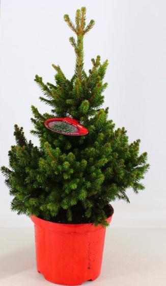 Picea abies 'Will's Zwerg' KERSTBOOM