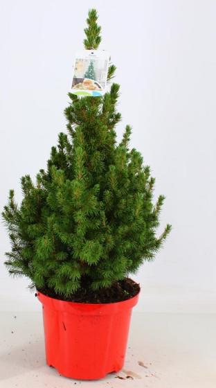 Picea glauca 'Conica'