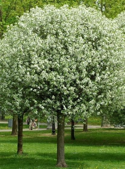 Prunus emin. 'Umbraculifera'