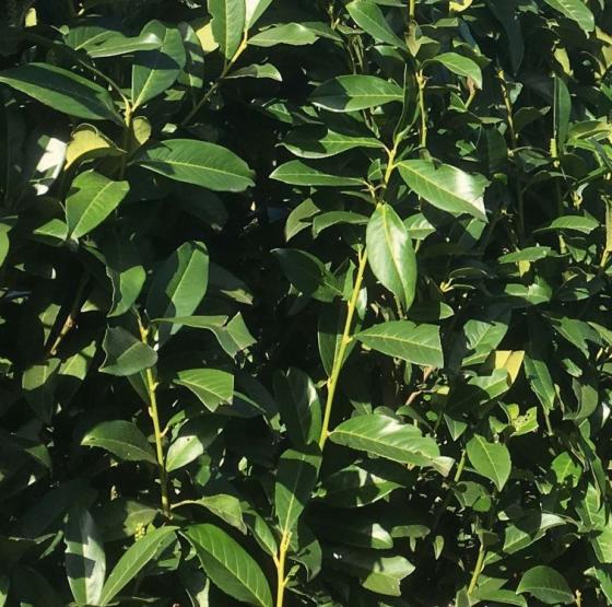 Prunus laur. 'Genolia'®