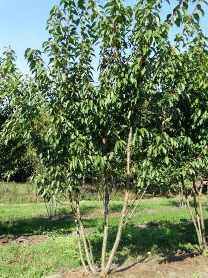 Prunus serr. 'Kanzan'