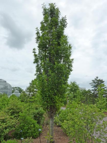 Quercus pal. 'Green Pillar'