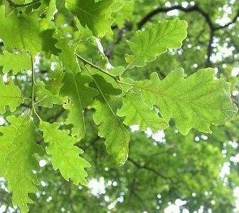 Quercus robur