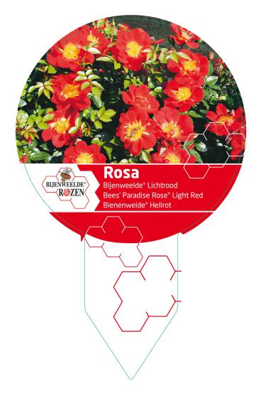 'Bijenweelde'® rood