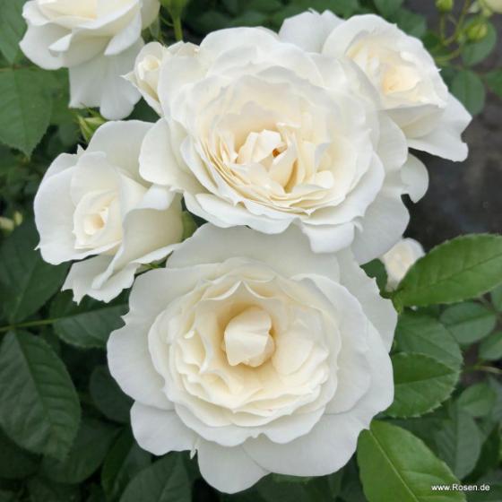 'Baby Schneewittchen'® Trosroos