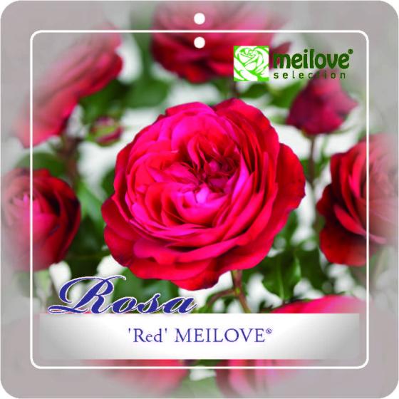 'Red Meilove'® Trosroos