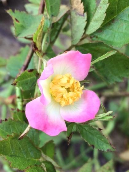 Rosa rubiginosa