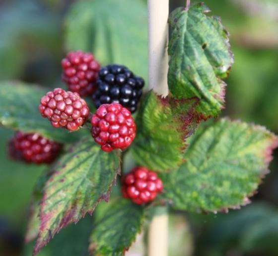 Rubus 'Black Satin' DOORNLOZE BRAAMBES