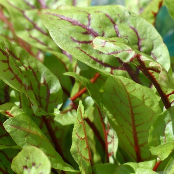 BLOEDZURING Rumex sanguineus