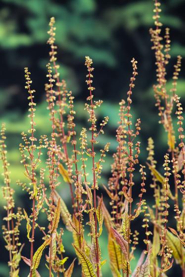 BLOEDZURING Rumex sanguineus