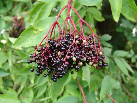 Sambucus nigra