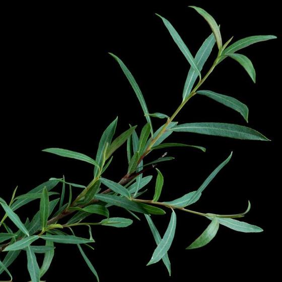 Salix Elaeagnus 'Angustifolia' (= Rosmarinifolia)