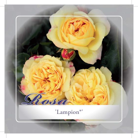 'Lampion'® Stamroos Grootbloemig