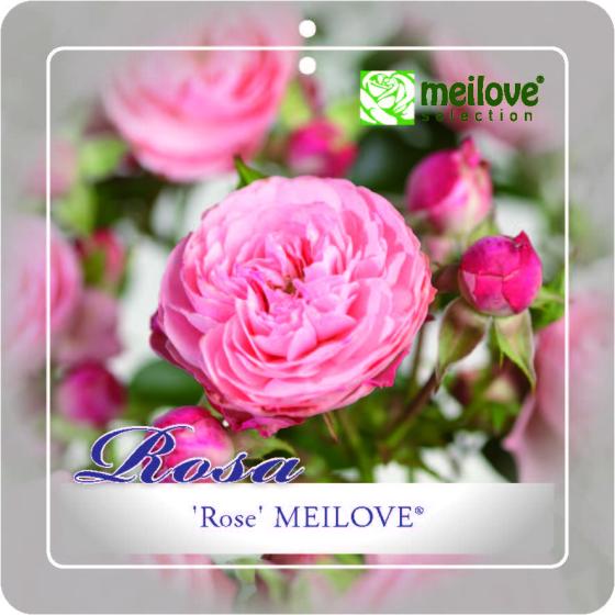 'Rose Meilove'® Stamroos