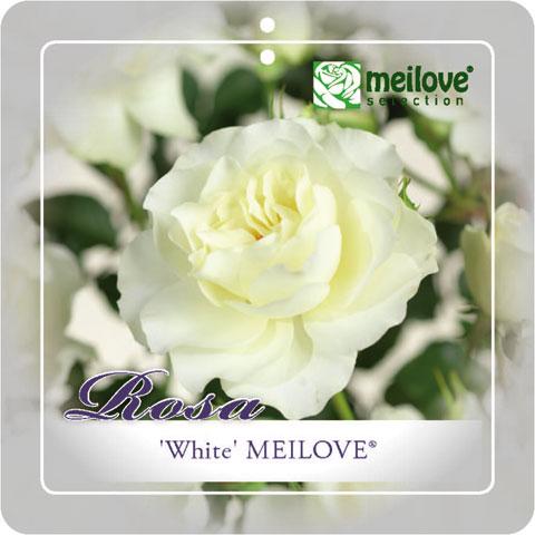 'White Meilove'® Stamroos