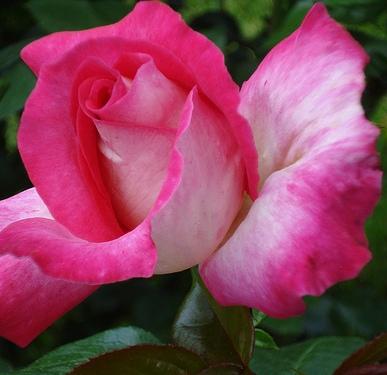 'Rose Gaujard' Stamroos Grootbloemig