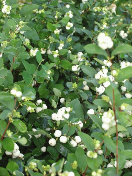 Symphoricarpos albus 'White Hedge'