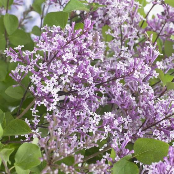 Syringa meyeri 'Flowerfesta Purple'