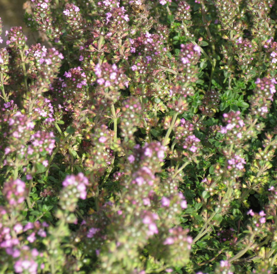 Thymus 'Doone Valley' Erica Garden