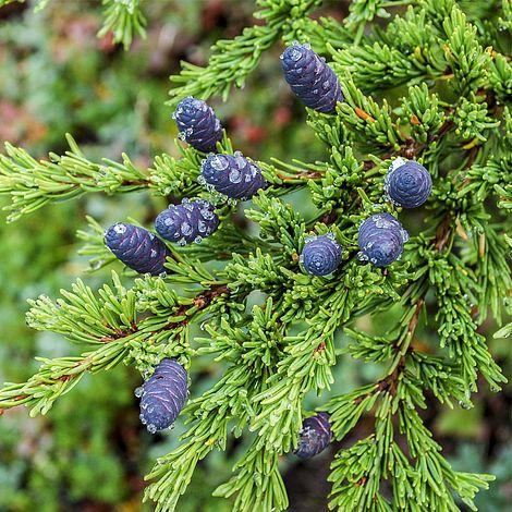 Tsuga canadensis Erica Garden