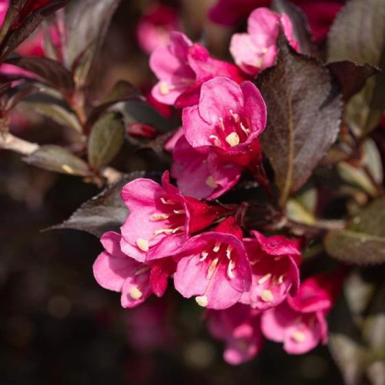 Weigela florida 'Victoria' Erica Garden