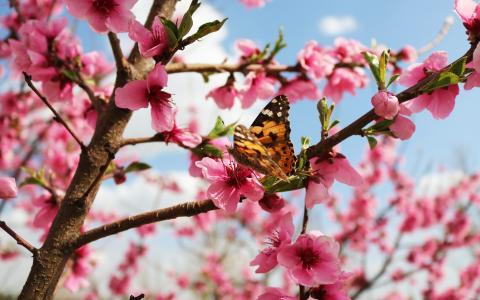 Titre-la pollinisation