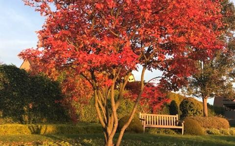 Krentenboom herfst