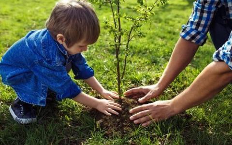 Een boom planten