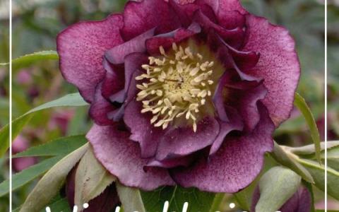 Helleborus