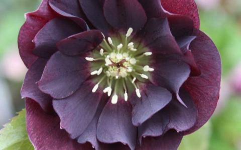 Helleborus 'Pretty Ellen' Purple