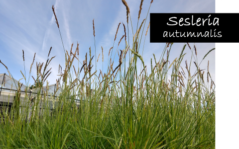 Sesleria autumnalis