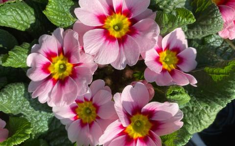 Primula