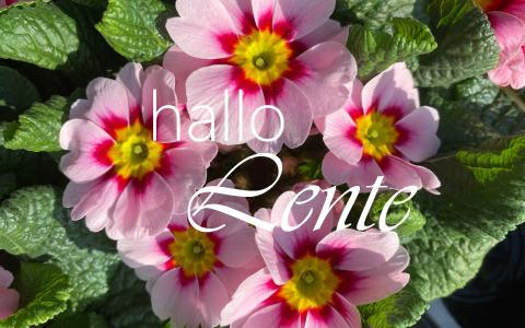 Hallo lente