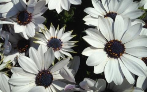 Osteospermum