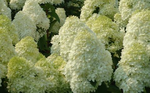 Hydrangea-pan-promo