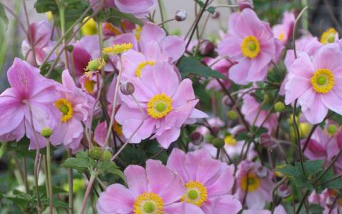Anemone