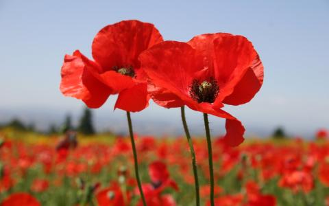 Red poppy