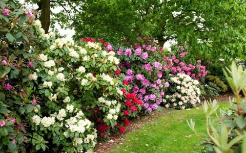 Rhododendron en azalea