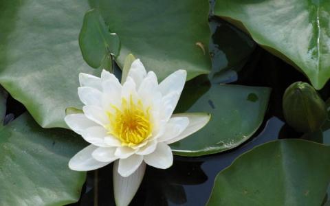 Waterplanten