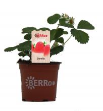 Aardbei GORELLA vroeg
