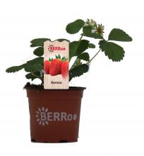Aardbei KORONA middelvroeg