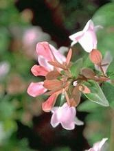 Abelia chin. 'Edward Goucher'